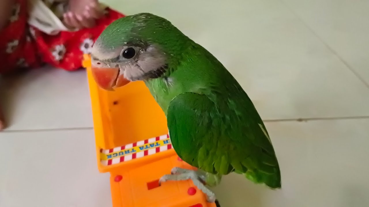 A smart talking parrot is eating jackfruit. YouTube