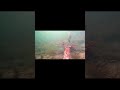 Reakcja ryb na czerwone robaki#shorts #underwater #dlaciebie #fyp  #zwierzaki #fishing #fish  #ryby