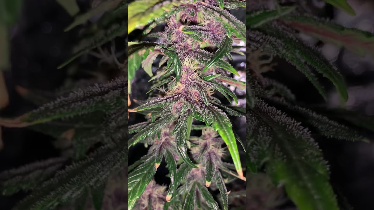 Red jack auto flower