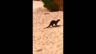 A sea otter's sunny morning at Rasa Sentosa's beach