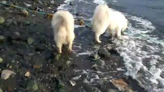 DSCF0850.AVI