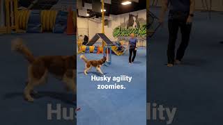 Seamus gets the zoomies during agility training. #husky #zoomies #huskyagility