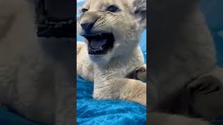5 Cute Cats to Brighten Your Day #1 #shorts #cat #bestmoments #dailyviral