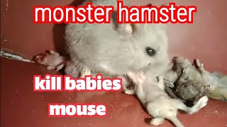 hamster kill babies mous