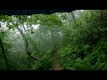 【4K】  Rain walk - Forest #3