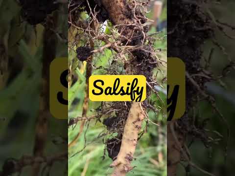 Video: Salsify Bitki Yığımı - Salsify Kökünü Necə və Nə Zaman Yığacağınızı öyrənin