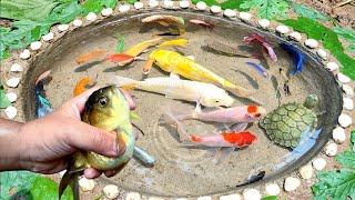 Menangkap ikan mas koki lucu, ikan cupang, ikan koi, ikan lele, ikan moly, ikan glofish, bebek