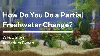 How Do You Do a Partial Freshwater Change?