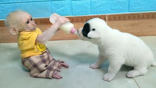 Baby monkey Su and Mom enlist give the puppy milk to drink from bottle