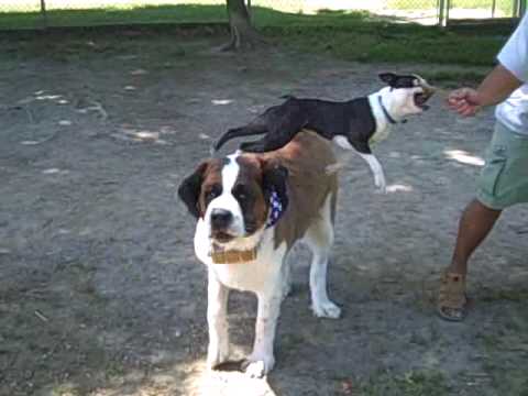 Marley able to jump KC the Saint Bernard in a sing...