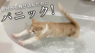 自分からお風呂に飛び込んでパニックになる猫の様子をご覧下さい。