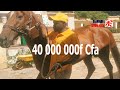 Incroyable des chevaux vendus jusqu 40 000 000f reportage