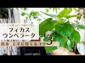 【ウンベラータを上手に育てる3つのコツ】基本とポイントをおさえて綺麗に育て上げる!!