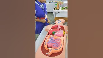 WORKING MODEL OF HUMAN DIGESTIVE SYSTEM #viral #shorts