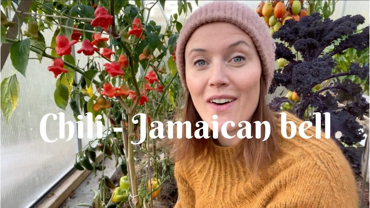 Chilifavoritten - Jamaican Bell