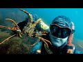 Langouste  homard  sar  chasse sous marine