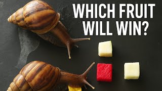 Snail Taste Test: Which Fruit Will They Choose?