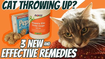 Cat Throwing Up? 3 Fast Acting Home Remedies