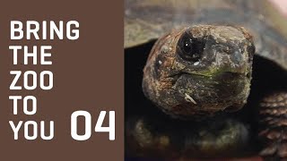 Bring the Zoo to You - BROWN MOUNTAIN TORTOISE