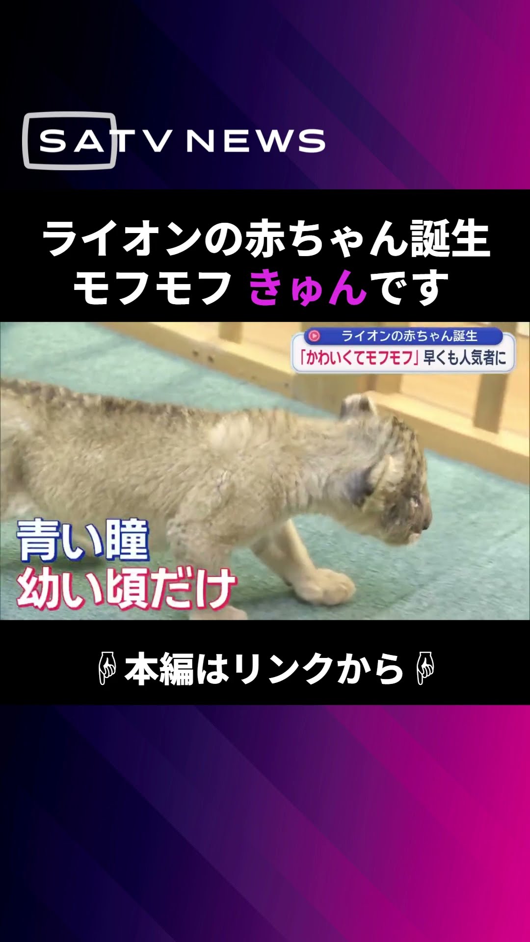 Lion cub born: 