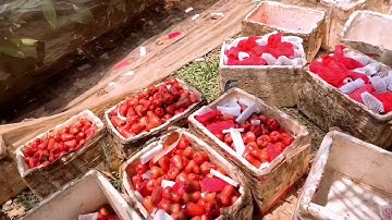 Trải nghiệm một ngày thu hoạch Mận An Phước trên Đảo Đài Loan Cù Lao Tân Lộc Thốt Nốt Cần Thơ