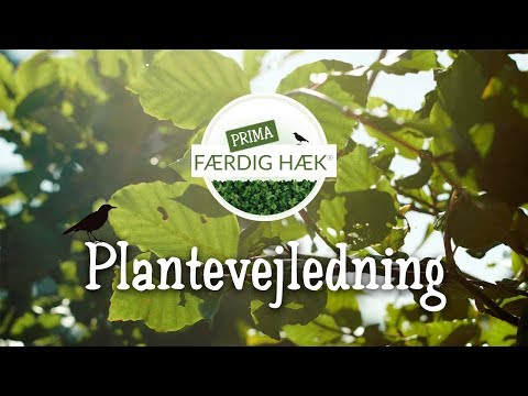 Video: Hvordan planter du Leyland cypresshække?