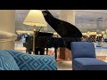 Sway &amp; Perhaps Medley played on piano by Patsy Heath