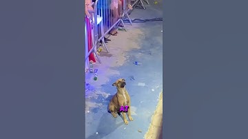This Dog’s Reaction at a Concert Shocked Everyone! 😱#shorts