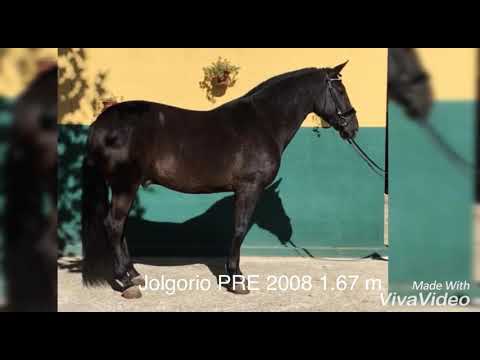 Jolgorio PRE Dressage Master Horse for sale