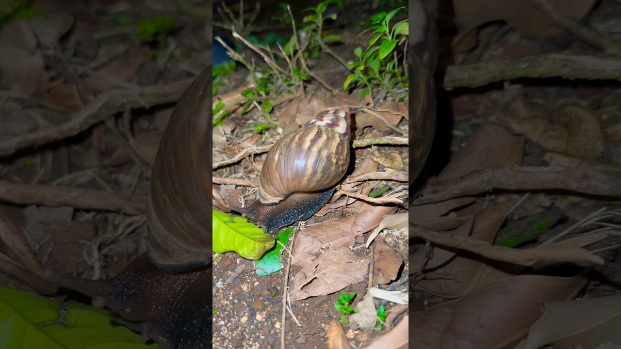 Explore the Exquisite World of a Hawaiian Land Snail. 