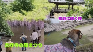 吉祥寺の藤&子どもたちがいない校庭に咲く桜…