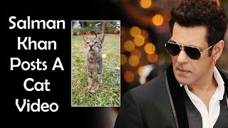 Salman Khan Posts A Cat Video