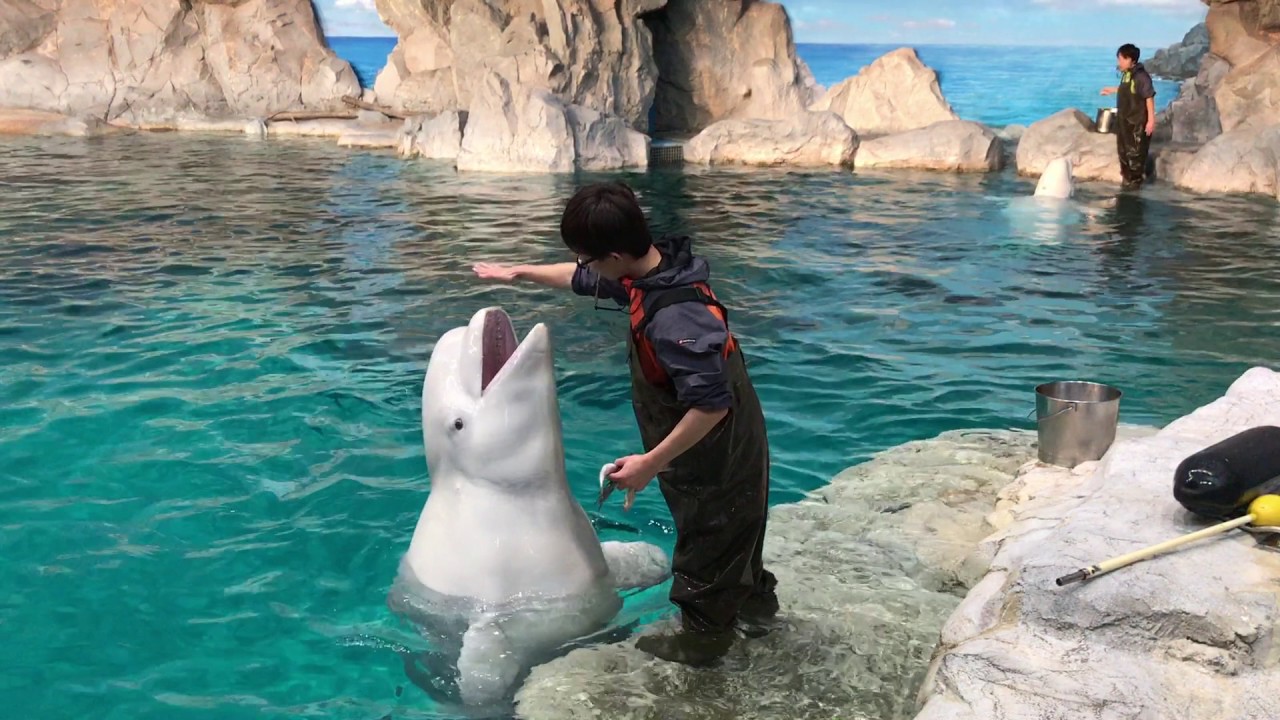 名古屋港水族館 ベルーガの公開トレーニング完全版 2017/05/14【16:30