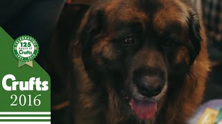 The Leonberger  Exclusive behind the scenes with the Best of Breed winner | Crufts 2016