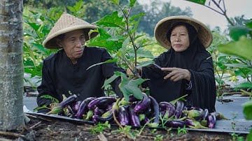 Panen Terong dan Edamame | Masak Sambel Terong, Telor Bebek Dadar, Mendoan, Sambel Terasi, Pete Cina