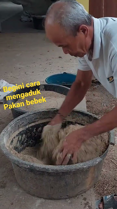begini cara mengaduk pakan bebek, dan takarannya harus bener ya