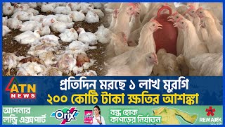 প্রতিদিন মরছে ১ লাখ মুরগি, ২০০ কোটি টাকা ক্ষতির আশঙ্কা | Poultry Farm Business | National Update