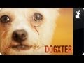 Dogxter - the intro from 'Dexter' starring a dog
