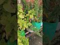 Ghar ke har kone me plant hni plant 🪴🌿 #shorts #ytshorts #homegardening #plantlover #gardening