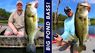 3 Steps to Grow Big Bass in Ponds