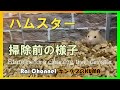 ハムスターケージ掃除前の様子を観察【キンクマハムスター観察】英語字幕付き