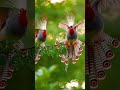 Unbelievably Beautiful Bird #BeautifulBird #BirdLovers #NatureBeauty #ColorfulBird #ViralShorts