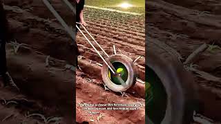 DIY Tire Fertilizer Spreader for Corn Farming #work #shorts #tool #farming #diy
