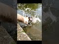 A Smart Cat 🐱💧🐟