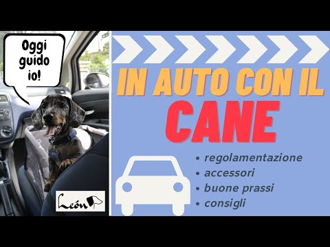 Video: I cani dovrebbero essere allacciati in macchina?