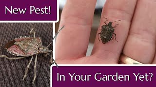 Is This Pest in Your Garden Yet?