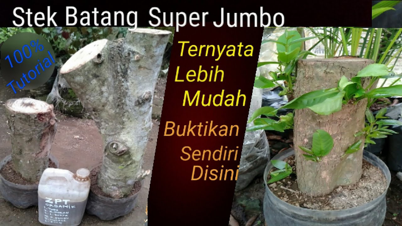 Stek batang jumbo apa bisa tumbuh akar-Nah jawabanya ada disini bisa/tidak