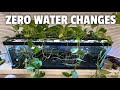 My ZERO WATER CHANGE tank system