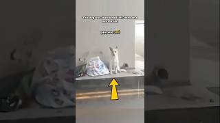 This Dog Was Abandoned And Waiting For Its Owner To Return But Its Not