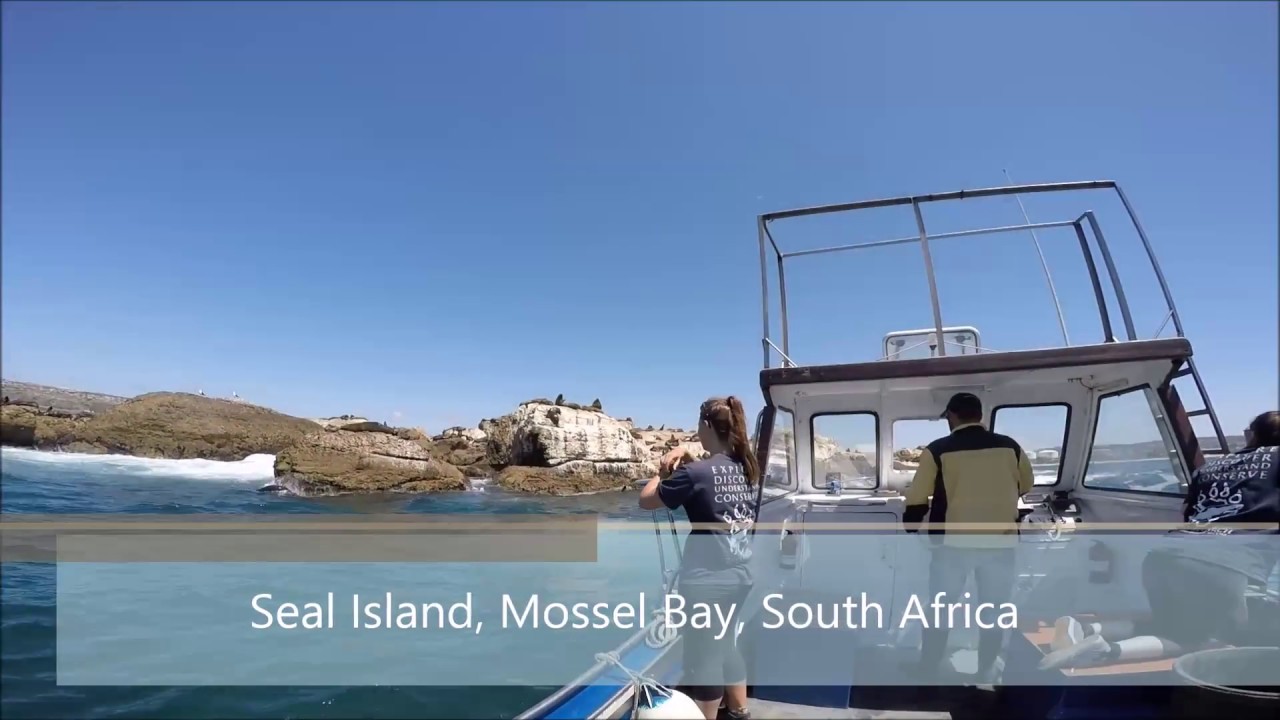 Sharks and Humans Seal Island